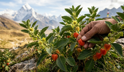 All You Need To Know About Ashwagandha